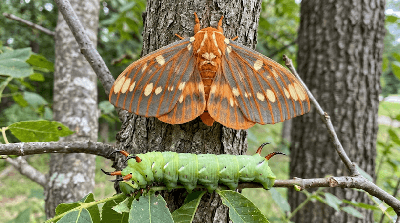 Royal Walnut Moth